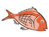 Sea Bream / Thailand / Fish-Food ｜ Food ｜ Free Illustration Material