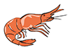 Shrimp / Shrimp-Food ｜ Food ｜ Free Illustration Material