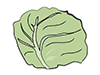 Cabbage-Food | Food | Free Illustration Material